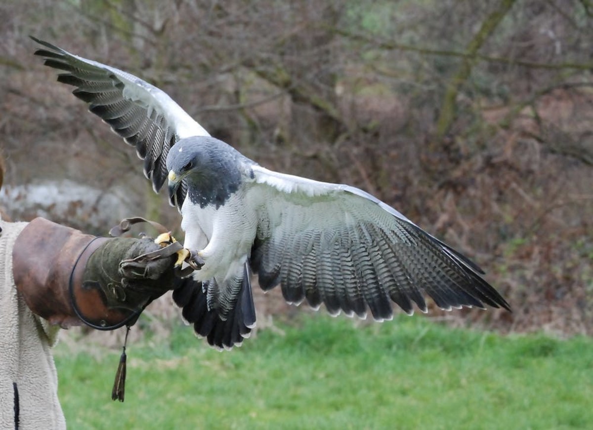 11-facts-about-the-most-ancient-sport-falconry.jpg