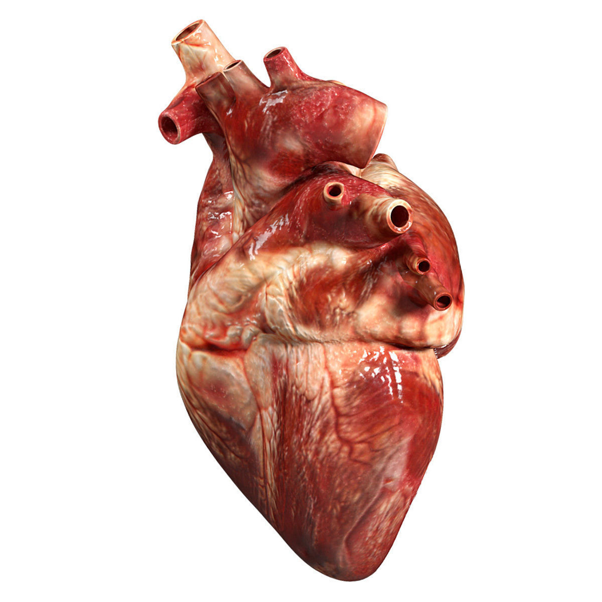 accurate-human-heart-3d-model-obj-3ds-fbx-blend-dae.jpg