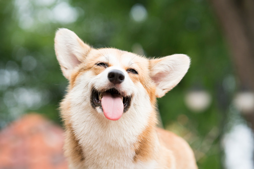 corgi-dog-smile-and-happy-in-summer-sunny-day-picture-id953069774