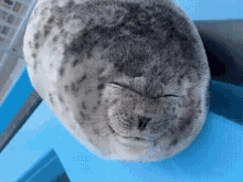 seal-silly-seal.gif