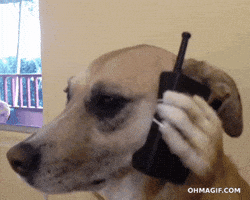 Dog Talking GIF Dog Talking GIF