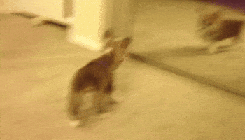 Puppy Playing GIF Puppy Playing GIF