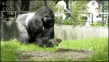 angry gorilla GIF angry gorilla GIF