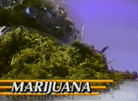 Weed Marijuana GIF