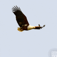 Fly Flight GIF by BBC America Fly Flight GIF by BBC America