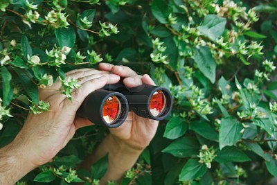 10251182-watching-from-the-bushes-with-binoculars.jpg