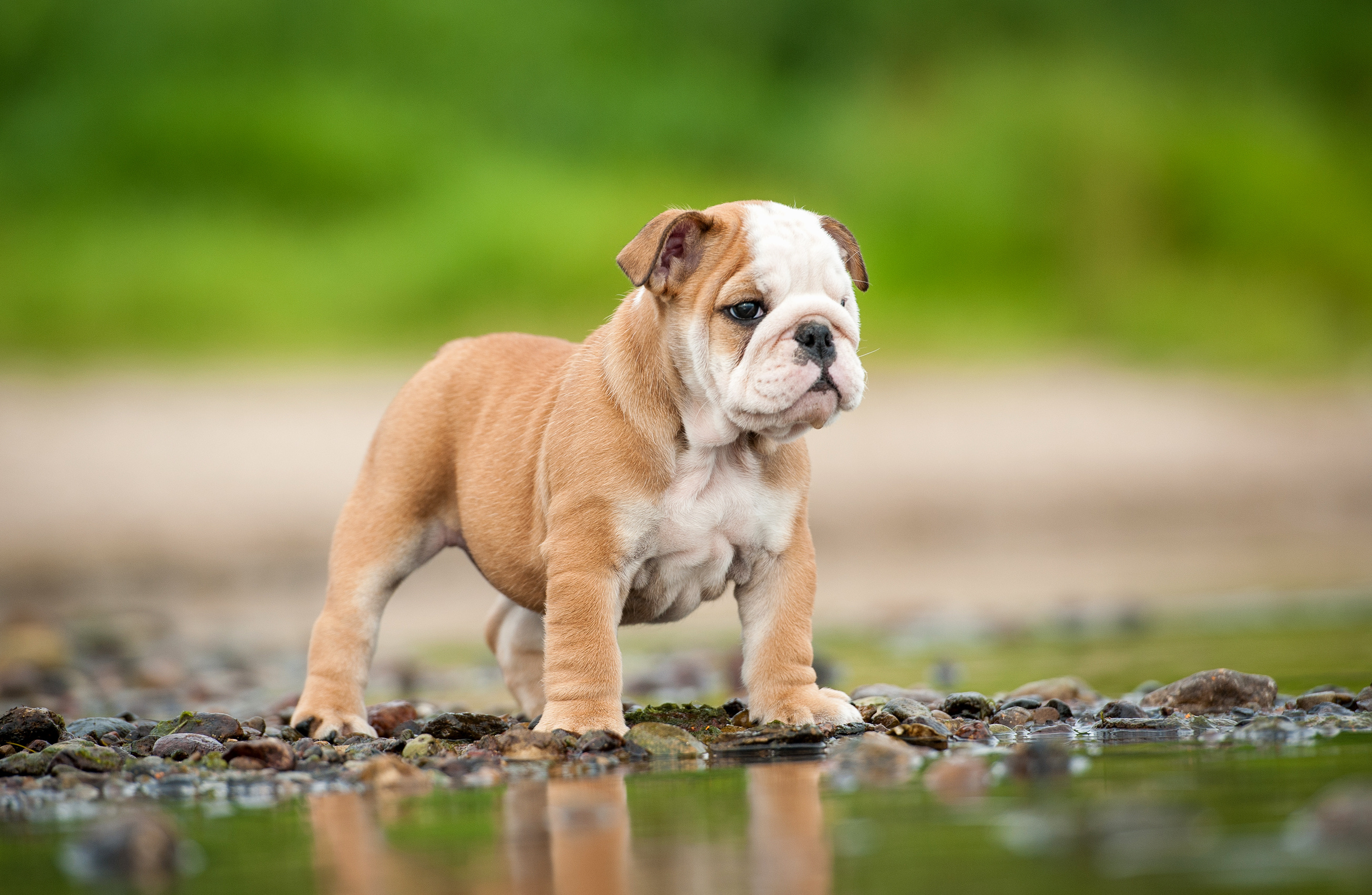 english-bulldog-puppy-dog-water-lake.jpg