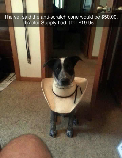 the-best-funny-pictures-of-no-cone-hat-dog.jpg
