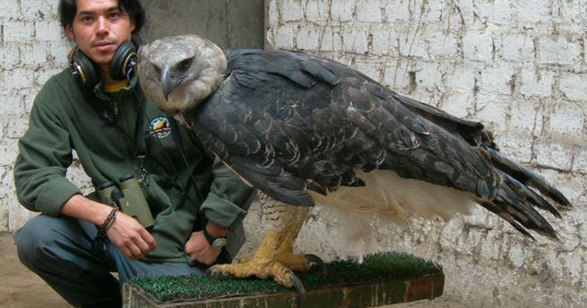 massive-bird-harpy-eagle-fb.png
