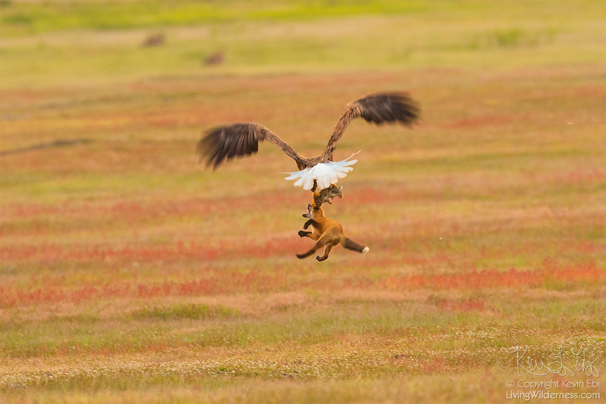 wildlife-photography-eagle-fox-fighting-over-rabbit-kevin-ebi-15-5b066362d8ec7__880.jpg