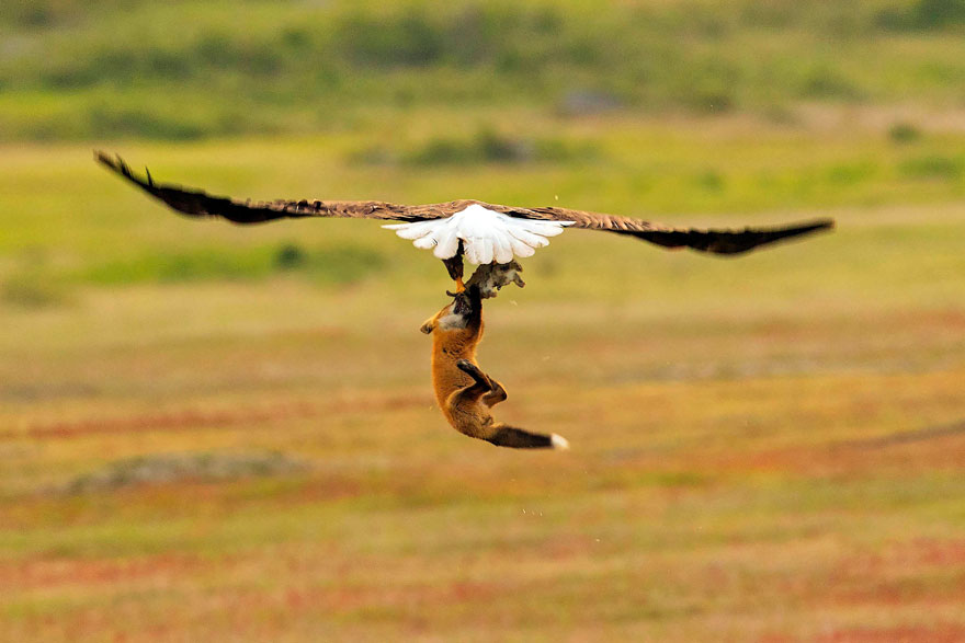 wildlife-photography-eagle-fox-fighting-over-rabbit-kevin-ebi-5-5b0661ebb3686__880.jpg