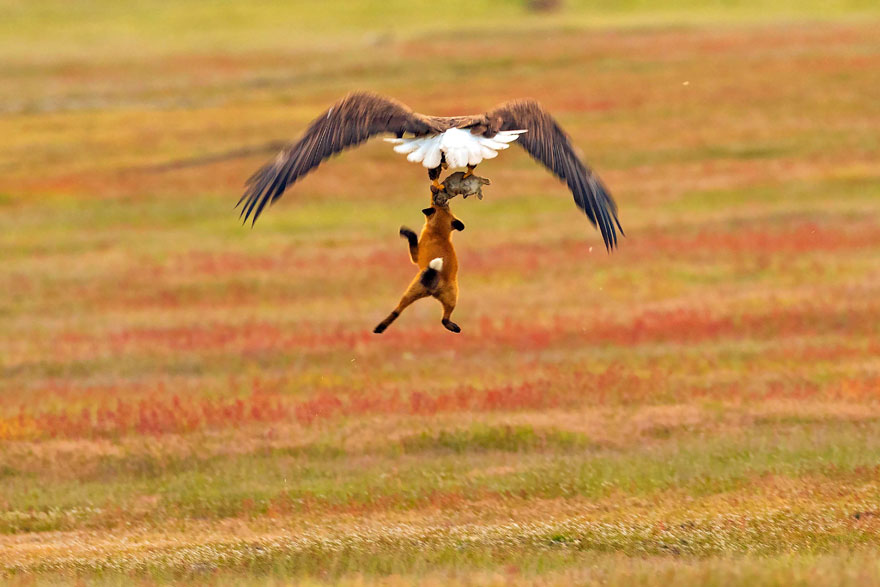 wildlife-photography-eagle-fox-fighting-over-rabbit-kevin-ebi-6-5b0661edc4434__880.jpg