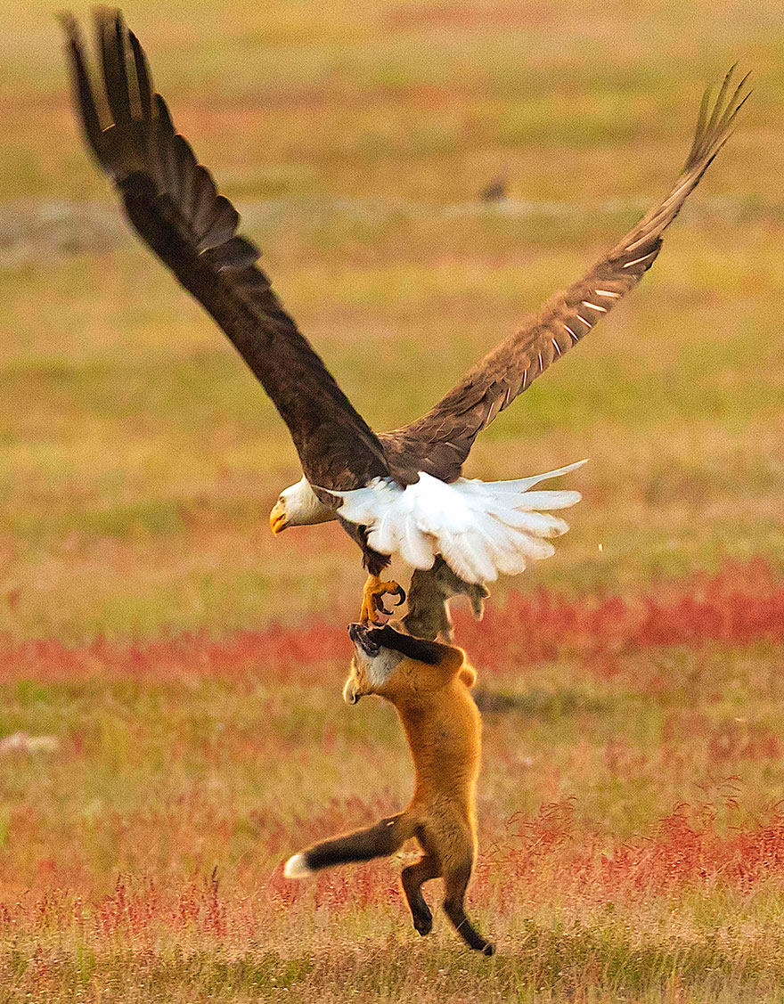 wildlife-photography-eagle-fox-fighting-over-rabbit-kevin-ebi-9-5b0661f5347b7__880.jpg