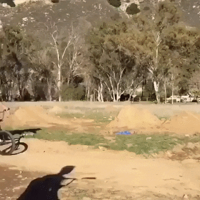if-an-idiot-fails-in-the-forest-and-no-one-is-around-does-it-still-make-an-ooph-15-gifs-3.gif