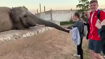 Some-Animals-Just-Want-To-Watch-The-World-Burn-Funny-GIFs-Humor-00010.gif