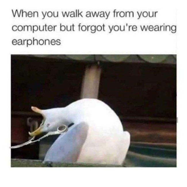 bird-walk-away-computer-but-forgot-wearing-earphones.jpg