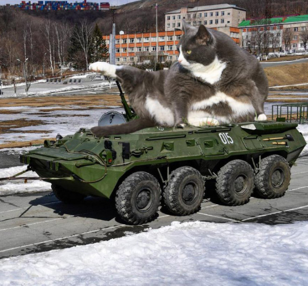 giant-military-cats11.jpg