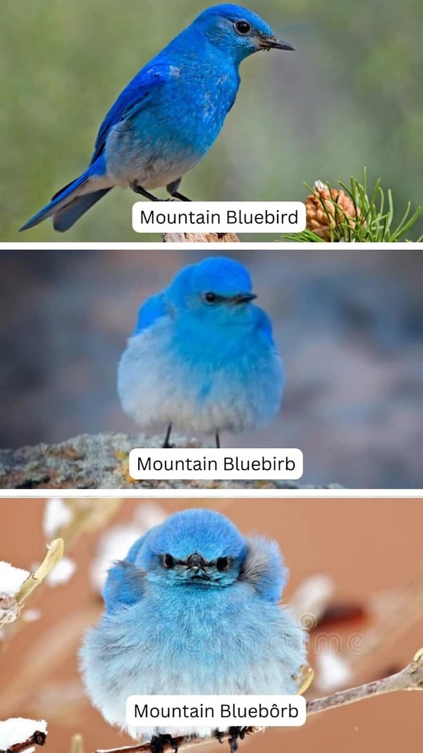 Birding-Memes-Facebook-10.jpg