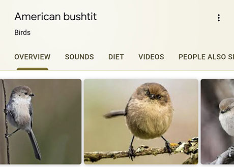 funny-bird-species-names-11.jpg