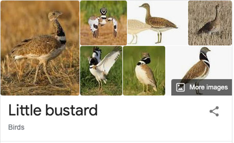 funny-bird-species-names-17.jpg