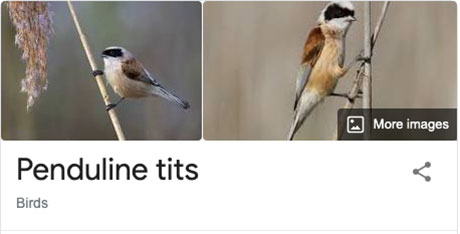 funny-bird-species-names-31.jpg