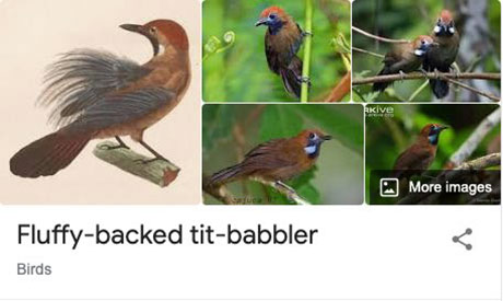 funny-bird-species-names-7.jpg
