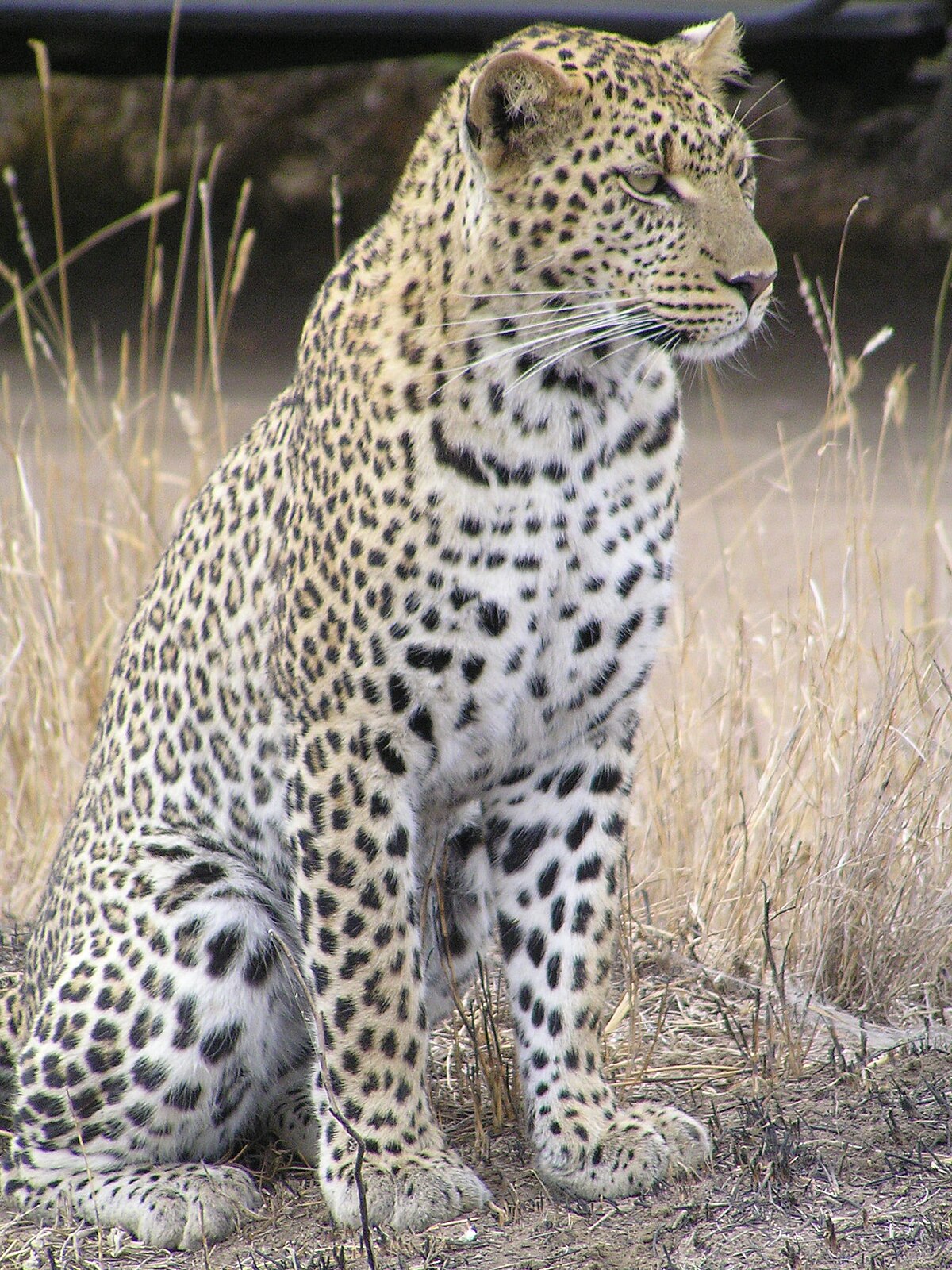 1200px-Leopard_africa.jpg