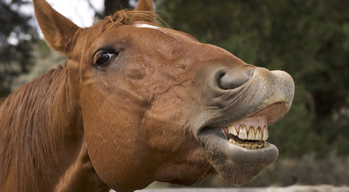 Horse-Teeth-3.jpg