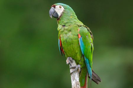 Chestnut-fronted-macaw-GettyImages-602191639-596c3e635f9b582c35772192.jpg